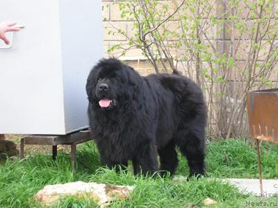 Фото: ньюфаундленд Влас (Vlas)