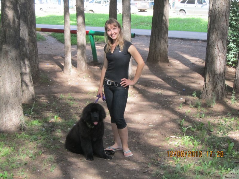 Фото: Ольга Иванова, ньюфаундленд Ньюфорт Шум Прибоя