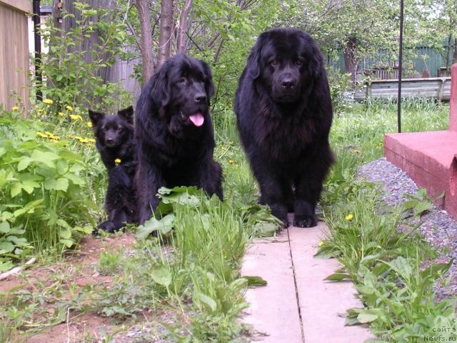 Фото: ньюфаундленд Норт Фэйс Лаванда, ньюфаундленд Сангрия