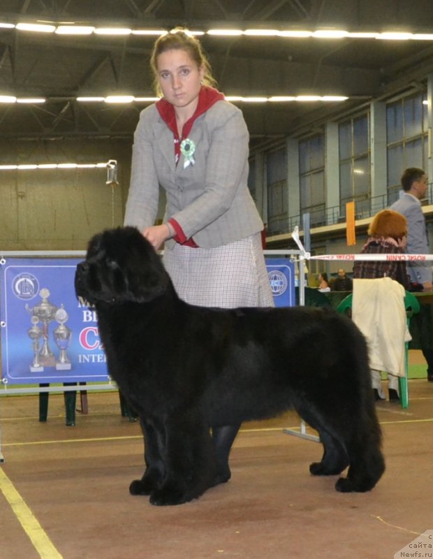 Фото: ньюфаундленд Newflame of Love Midnight Bear, Анастасия Заливако