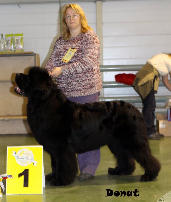 Фото: ньюфаундленд Сент Джонс Хаммер (Sent Djons Hummer)