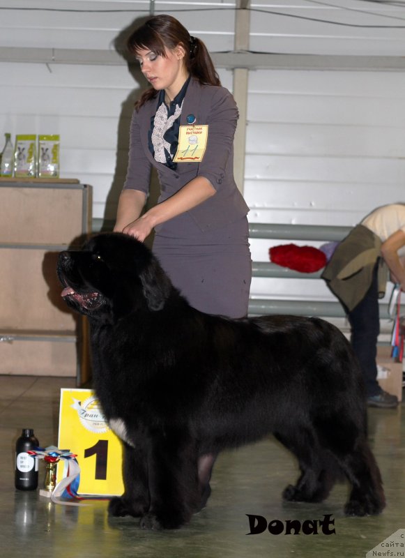 Фото: ньюфаундленд Сказочная Кроха Медисон (Skazochnaya Kroha Medison)