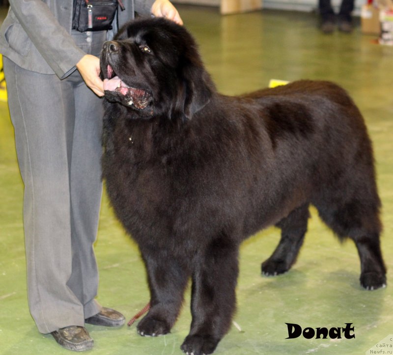 Фото: ньюфаундленд Матвей с Берега Дона (Matvey s Berega Dona)