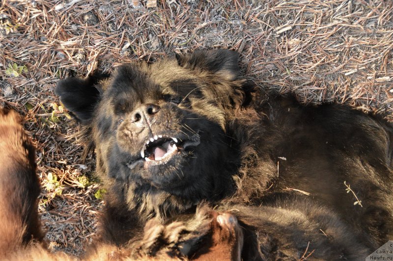 Фото: ньюфаундленд Акватория Келвин Кадриль (Aquatoriya Kelvin Kadril)