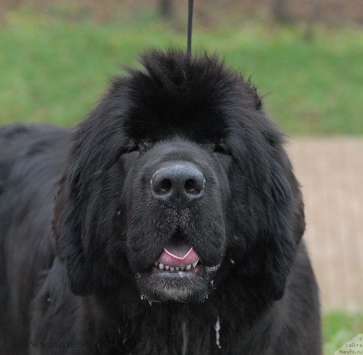 Фото: ньюфаундленд King of Helluland Over Ruled
