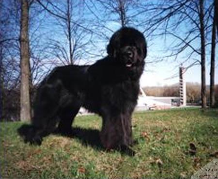 Фото: ньюфаундленд Elinois Ruciero