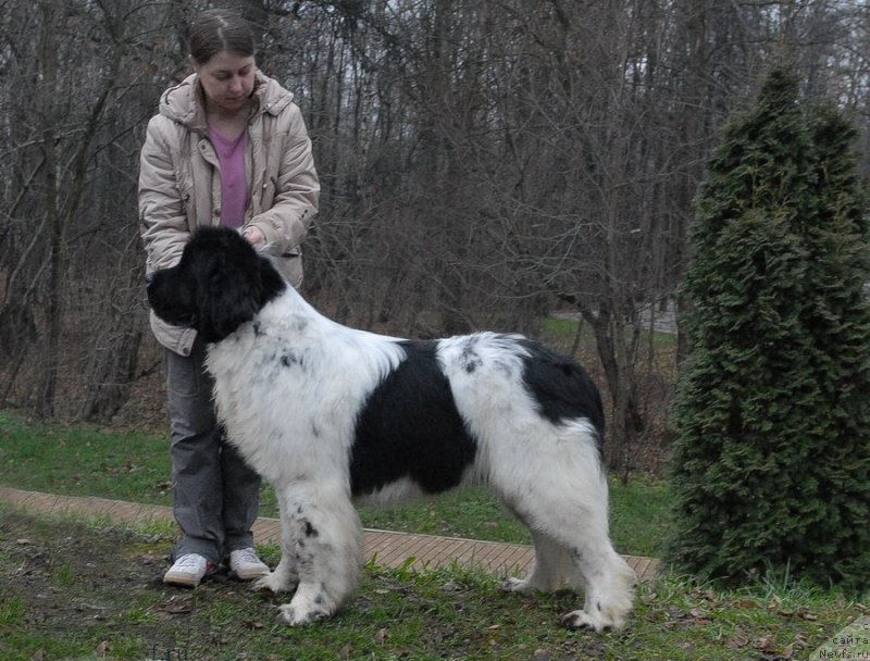 Фото: ньюфаундленд Callistos Blitzen