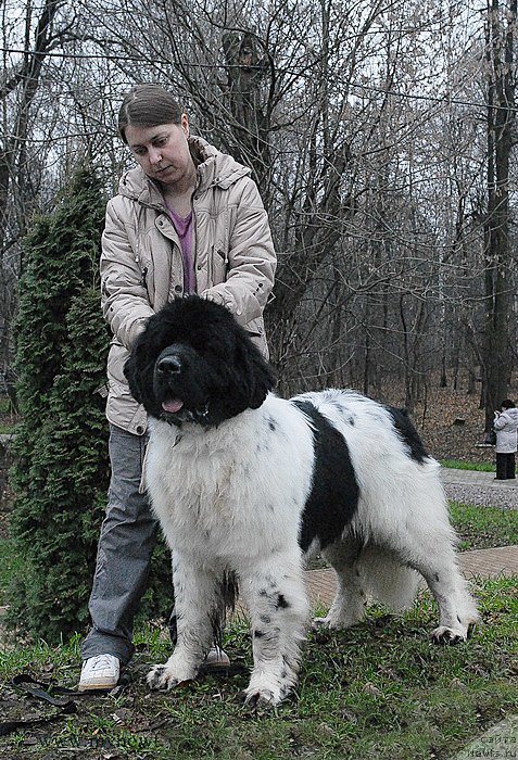 Фото: ньюфаундленд Callistos Blitzen