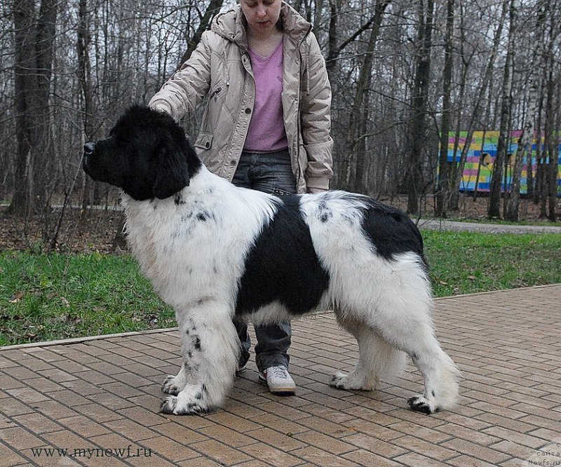 Фото: ньюфаундленд Callistos Blitzen