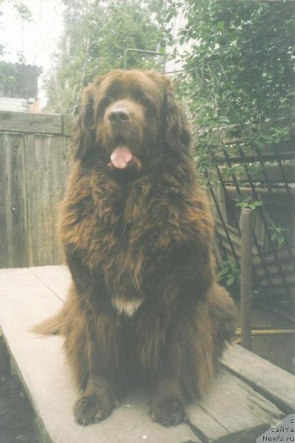 Фото: ньюфаундленд Симона