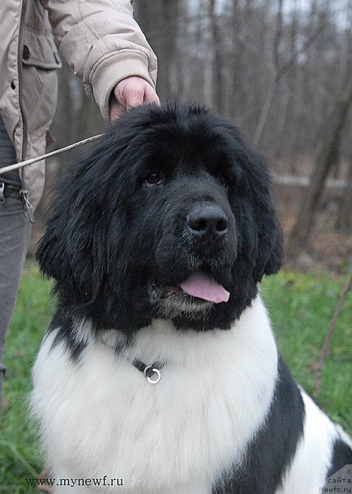 Фото: ньюфаундленд Cristalmarnewfy Christmas Dream