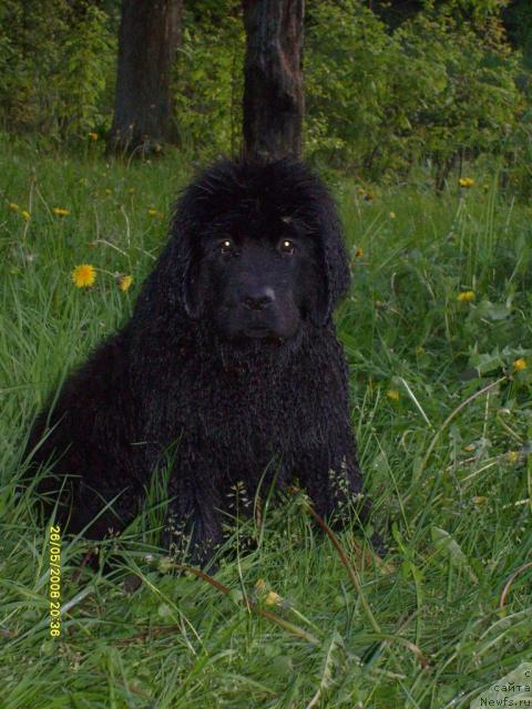 Фото: ньюфаундленд К-Леди Тиамо (K-Ledy Tiamo)