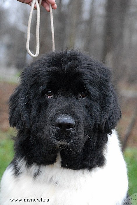 Фото: ньюфаундленд Cristalmarnewfy Christmas Dream