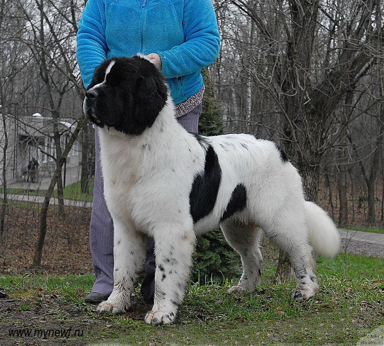 Фото: ньюфаундленд Сент Джонс Ванилла Айс (Sent Djons Vanilla Ice)