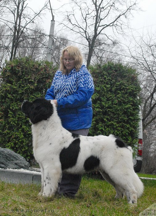 Фото: ньюфаундленд Сент Джонс Ванилла Айс (Sent Djons Vanilla Ice)