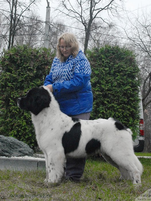 Фото: ньюфаундленд Сент Джонс Ванилла Айс (Sent Djons Vanilla Ice)