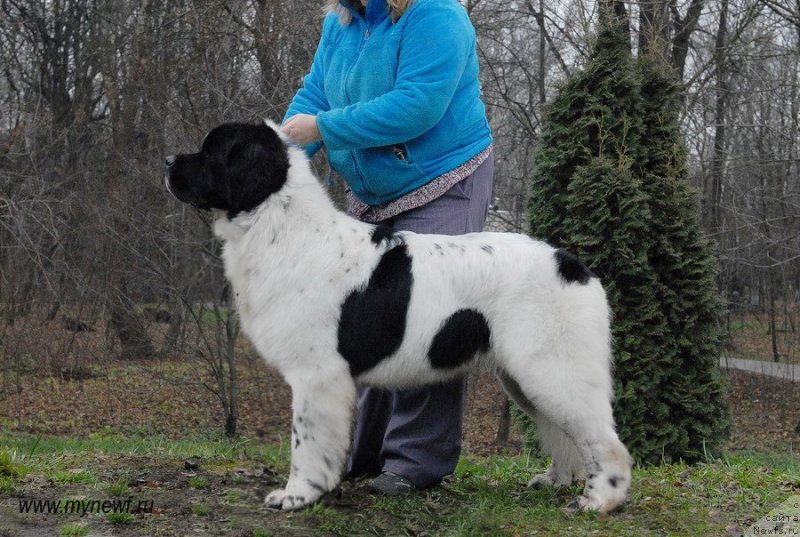 Фото: ньюфаундленд Сент Джонс Ванилла Айс (Sent Djons Vanilla Ice)