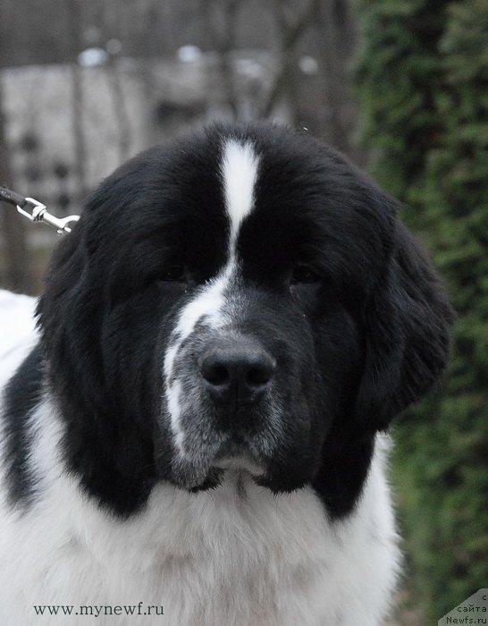 Фото: ньюфаундленд Сент Джонс Ванилла Айс (Sent Djons Vanilla Ice)