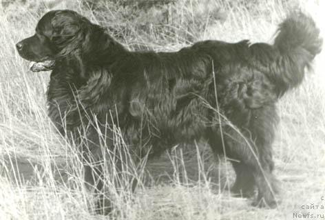 Фото: ньюфаундленд Антей