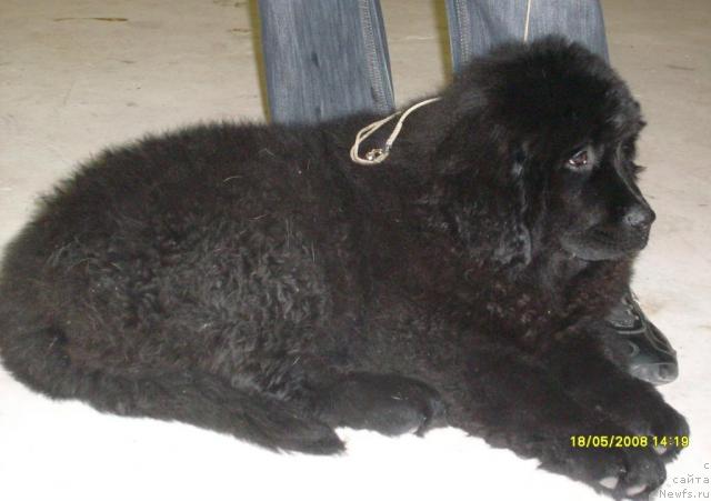 Фото: ньюфаундленд К-Леди Тиамо (K-Ledy Tiamo)