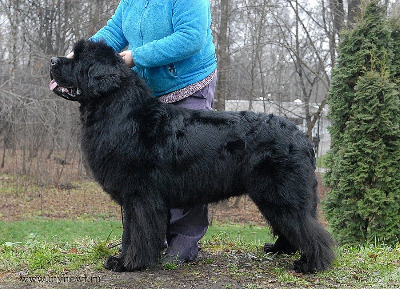 Фото: ньюфаундленд Сент Джонс Хаммер (Sent Djons Hummer)