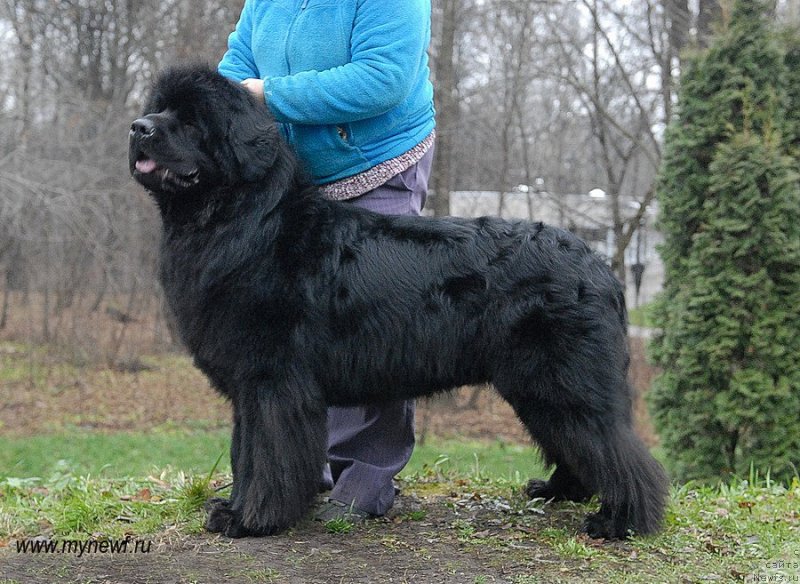 Фото: ньюфаундленд Сент Джонс Хаммер (Sent Djons Hummer)