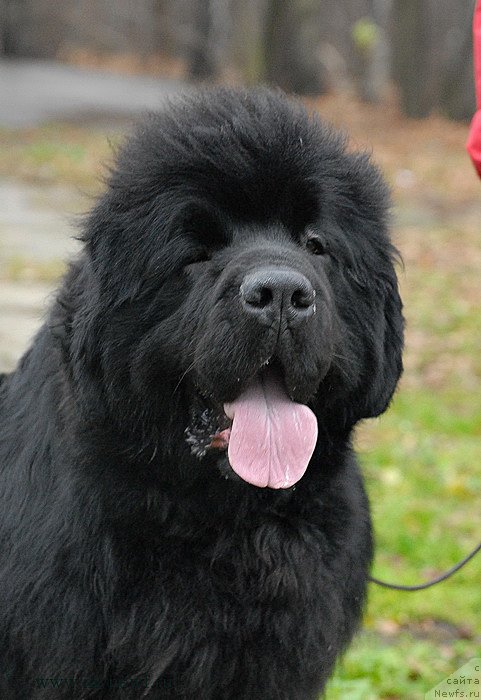 Фото: ньюфаундленд Сент Джонс Хаммер (Sent Djons Hummer)