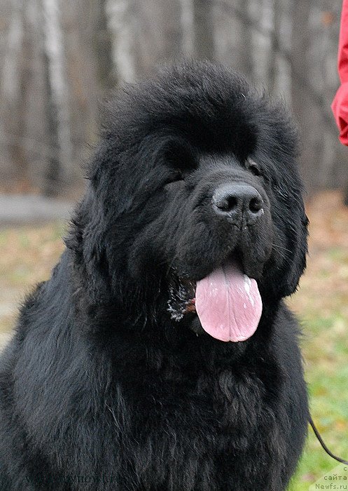 Фото: ньюфаундленд Сент Джонс Хаммер (Sent Djons Hummer)