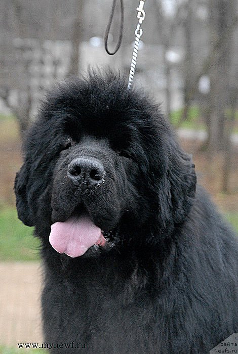 Фото: ньюфаундленд Сент Джонс Хаммер (Sent Djons Hummer)