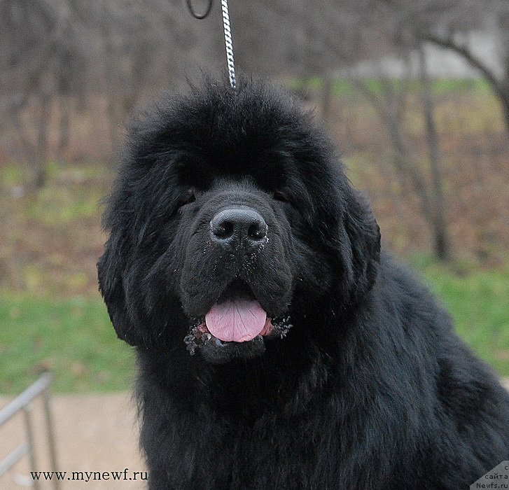 Фото: ньюфаундленд Сент Джонс Хаммер (Sent Djons Hummer)