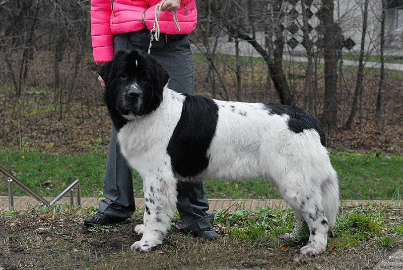 Фото: ньюфаундленд Сент Джонс Вива Виктория (Sent Djons Viva Viktoria)