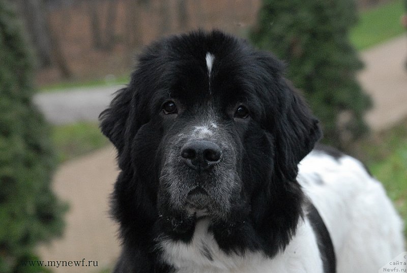 Фото: ньюфаундленд Сент Джонс Вива Виктория (Sent Djons Viva Viktoria)