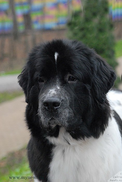 Фото: ньюфаундленд Сент Джонс Вива Виктория (Sent Djons Viva Viktoria)