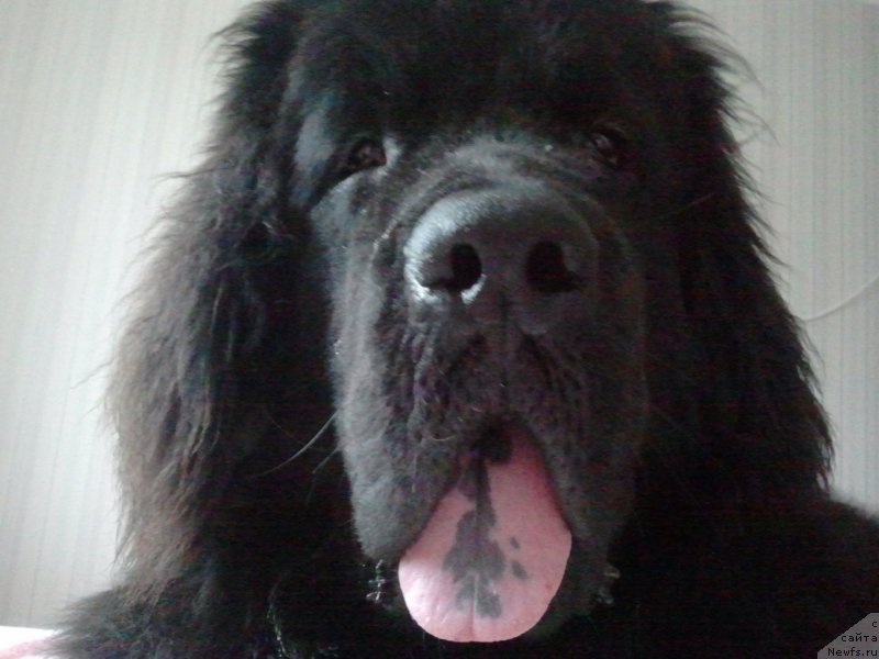 Фото: ньюфаундленд Фанньюф Гендальф Грейт