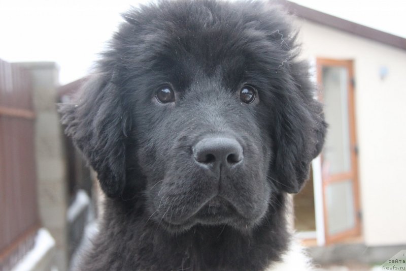 Фото: ньюфаундленд Аквиан Сонг Монтана