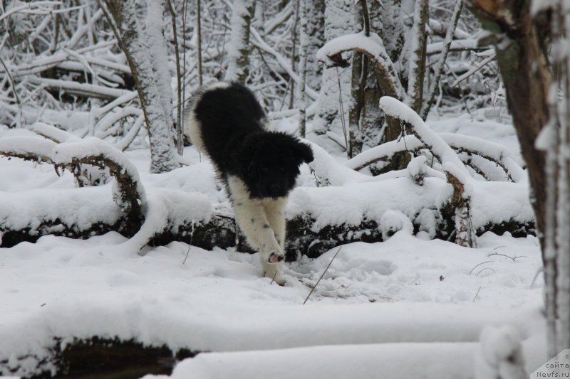 Фото: ньюфаундленд Аквиан Сонг Монтана