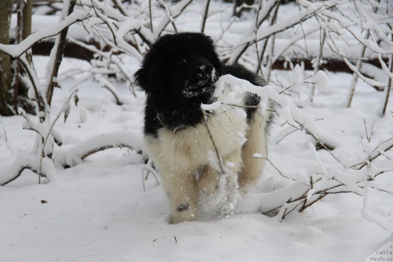Фото: ньюфаундленд Аквиан Сонг Монтана