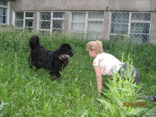 Фото: Елена Сыса (Савина), ньюфаундленд Женевьев Гарни Ледэн