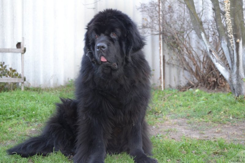 Фото: ньюфаундленд Супер Премиум Амелия Экшен