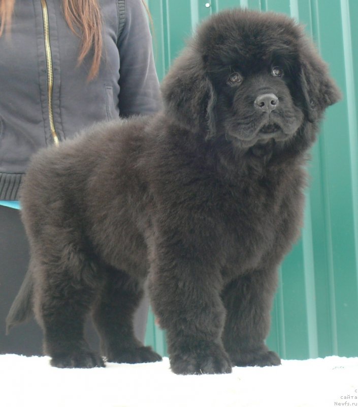 Фото: ньюфаундленд Корпоревайль Имэджин Зэт (Corporevaill Imagine That)