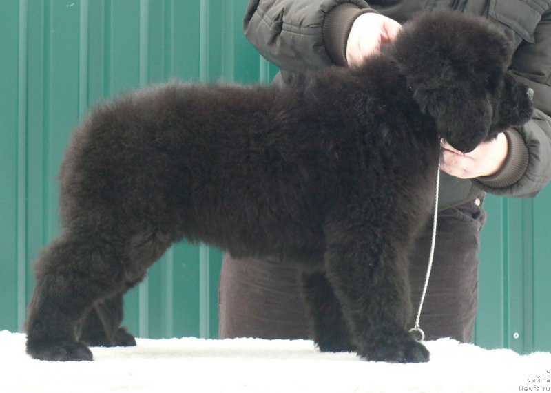 Фото: ньюфаундленд Корпоревайль Имэджин Зэт (Corporevaill Imagine That)