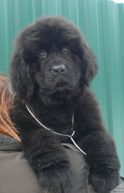 Фото: ньюфаундленд Корпоревайль Иф Онли (Corporevaill If Only)