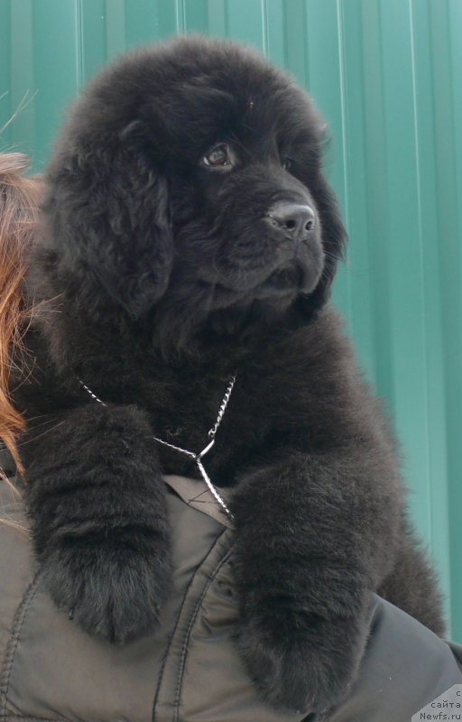 Фото: ньюфаундленд Корпоревайль Иф Онли (Corporevaill If Only)