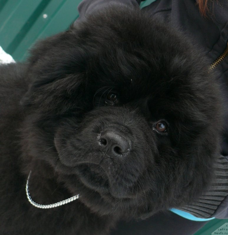 Фото: ньюфаундленд Корпоревайль Иф Онли (Corporevaill If Only)