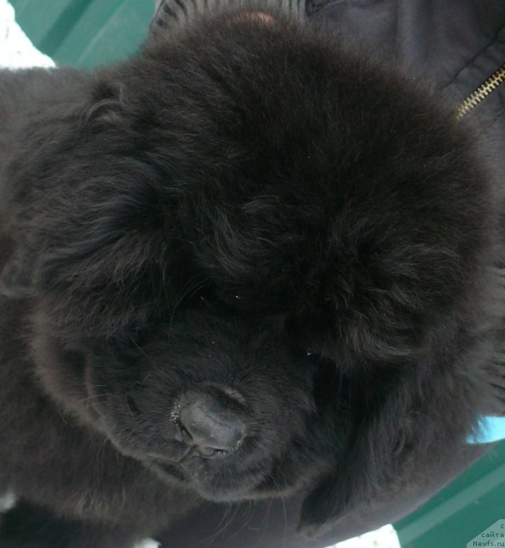 Фото: ньюфаундленд Корпоревайль Иф Онли (Corporevaill If Only)