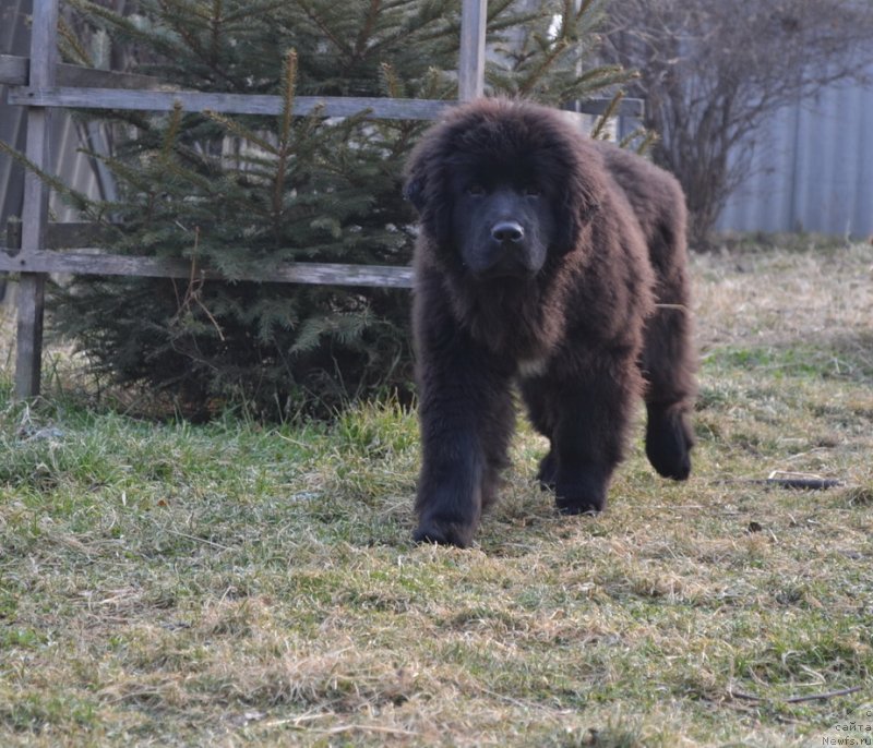 Фото: ньюфаундленд Талисман Моря Мишель