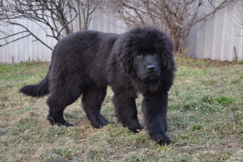 Фото: ньюфаундленд Талисман Моря Мишель