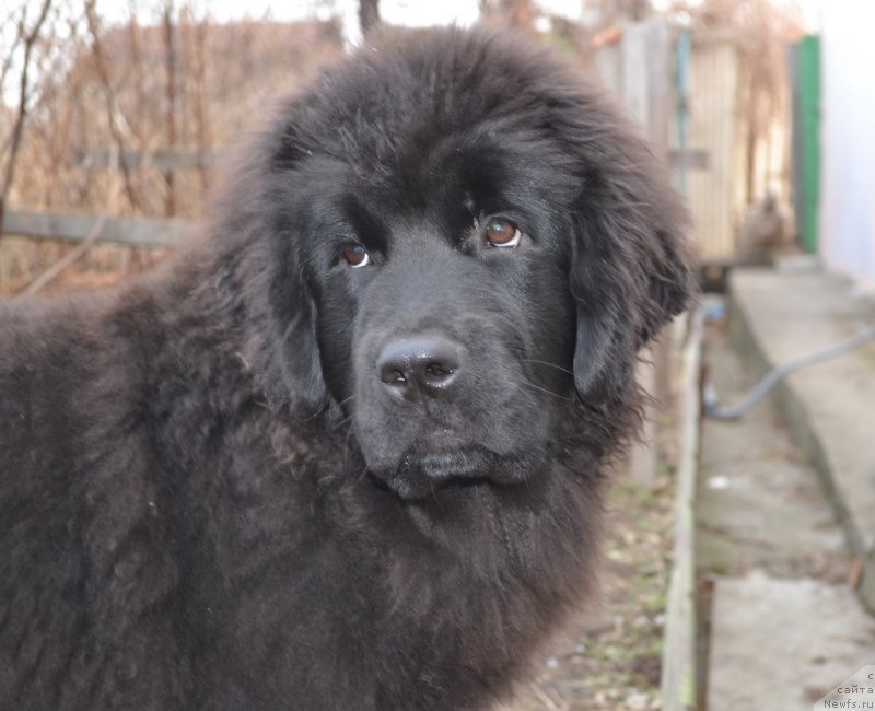 Фото: ньюфаундленд Талисман Моря Мишель