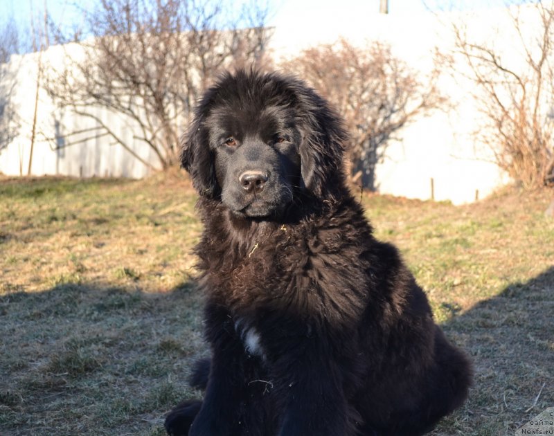 Фото: ньюфаундленд Талисман Моря Мишель