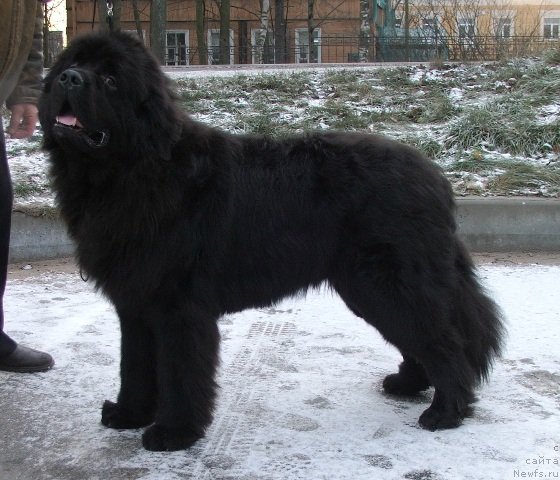 Фото: ньюфаундленд Deep Love Hammer for Plushevaya Panda